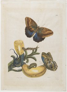 Bananen und blauer Eidechse, 1705-71